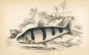 Banded schizodon or boga lisa, Schizodon fasciatus Banded schizodon or boga lisa, Schizodon fasciatus