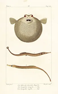 Bandtail puffer, Sargassum pipefish and greater pipefish Bandtail puffer, Sargassum pipefish and greater pipefish
