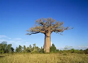 Baobab Tree Prints: Baobab / Boab Tree