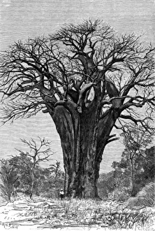 Baobab Tree Images Prints: Baobab tree
