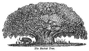 African Elephant Habitat Prints: Baobab tree and elephant