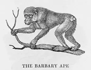 African Wildlife Images Online Prints: Barbary Ape (Bewick)