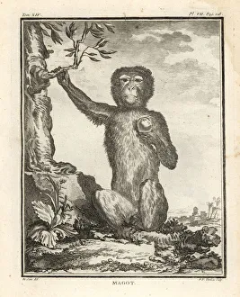 Barbary macaque or magot, Macaca sylvanus. Endangered Barbary macaque or magot, Macaca sylvanus. Endangered