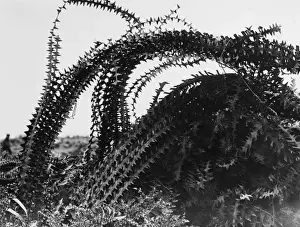 Western Front History Prints: Barbed Wire 1917