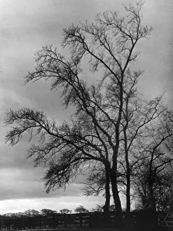 Bare Trees In Winter Prints: Bare Winter Trees