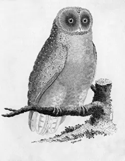 Tyto Alba Images Prints: Barn Owl