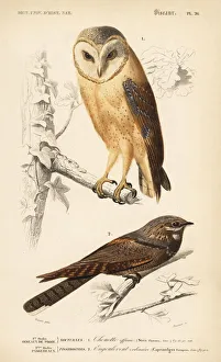 Barn owl, Tyto alba, and European nightjar Barn owl, Tyto alba, and European nightjar