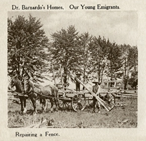 Barnardos Emigrants in Canada - repairing a fence Barnardos Emigrants in Canada - repairing a fence