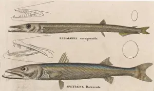 Historical Marine Life Prints: BARRACUDA / 1860