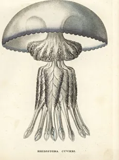 Barrel jellyfish, Rhizostoma cuvieri Barrel jellyfish, Rhizostoma cuvieri