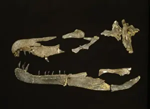 Baryonyx Skull Fossil Print