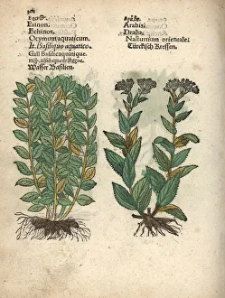 Basil, Ocimum basilicum, and whitetop or hoary Basil, Ocimum basilicum, and whitetop or hoary
