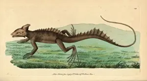 Zoological Illustrations History Prints: Basilisk, Basiliscus basiliscus