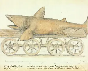 Prints of Hand-drawn graphite and watercolour wash depicting a Basking shark being transported from Brighton to London on a carriage pulled by 12 horses. 10th Dec 1812. Date: 1812 Basking Shark Prints: Basking Shark Transport Print, 10th Dec 1812