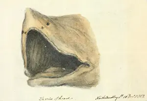 Prints of Hand-drawn graphite and watercolour wash depicting side view of head of Basking shark transported from Brighton to London. 10th Dec 1812. Date: 1812 Basking Shark Prints: Hand-drawn Basking Shark Print, 1812