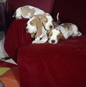 Three Basset hounds sleeping on a sofa Three Basset hounds sleeping on a sofa