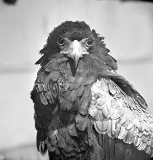 Bateleur eagle Print circa 1955