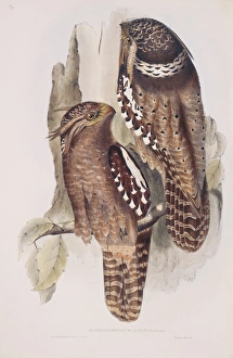 Batrachostomos auritas, large frogmouth Batrachostomos auritas, large frogmouth