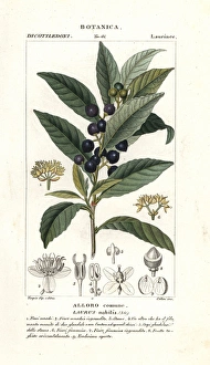 Bay laurel, Laurus nobilis Bay laurel, Laurus nobilis