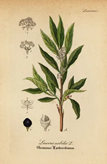 Bay laurel or sweet bay, Laurus nobilis Bay laurel or sweet bay, Laurus nobilis