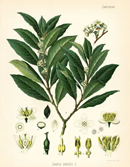 Bay laurel or sweet bay tree, Laurus nobilis Bay laurel or sweet bay tree, Laurus nobilis