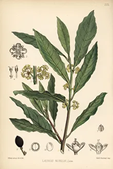 Bay tree, sweet bay or true laurel, Laurus nobilis Bay tree, sweet bay or true laurel, Laurus nobilis