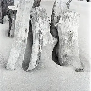 Driftwood Print circa 1950