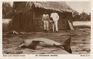 Prints of A beached Amazon river dolphin, a freshwater river dolphin endemic to the Orinoco, Amazon and Araguaia/Tocantins River systems of Brazil, Bolivia, Peru, Ecuador, Colombia and Venezuela Iniidae Prints: A Beached Amazon River Dolphin Print, circa 1910s