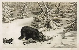 Bear Attacks Hunter Print