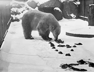 London Zoo Wildlife Photos Prints: Bear in the Snow