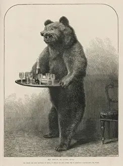 Prints of Lord Suffield, having shot this bear in Russia, subjects it to the further indignity of being stuffed by Mr Ward and made to serve as a dumb waiter Russia Prints: Print of Bear Waiter, a taxidermied bear in a waiter's uniform on wheels