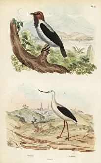 Bearded bellbird, Procnias averano, and American Bearded bellbird, Procnias averano, and American