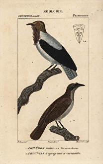 Bearded bellbird, Procnias averano, and noisy Bearded bellbird, Procnias averano, and noisy