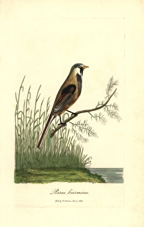 Bearded reedling, Panurus biarmicus Bearded reedling, Panurus biarmicus