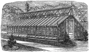 Victorian Greenhouse Prints: Beards greenhouse