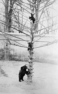 Snowy Forest Animals Prints: Bears on Tree in Snow