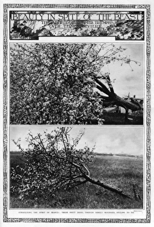 Beauty in spite of the beast: blossoming fruit trees, 1917 Beauty in spite of the beast: blossoming fruit trees, 1917