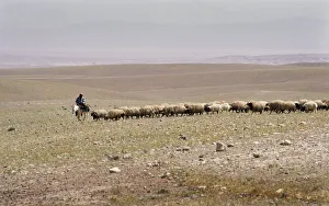 A Bedouin shepherd on a donkey leads his flock, Syria A Bedouin shepherd on a donkey leads his flock, Syria