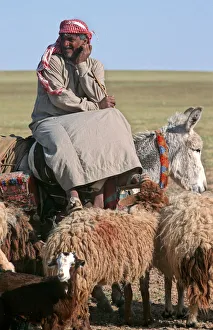 A Bedouin shepherd in Syria sitting sideways on donkey A Bedouin shepherd in Syria sitting sideways on donkey