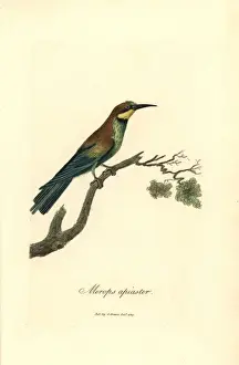 George Graves Engraving Prints: Bee-eater, Merops apiaster