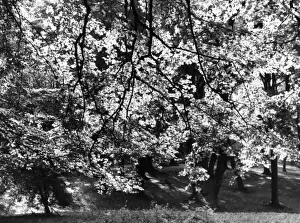 Beech Tree Leaves Prints: Beech Tree Leaves