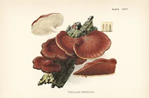 Beefsteak fungus, Fistulina hepatica Beefsteak fungus, Fistulina hepatica