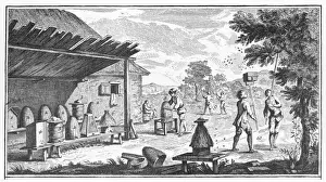 Beekeeping Print: Engraving of Apiculture Procedures