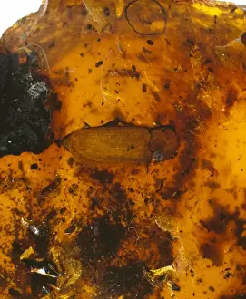 Upper Cretaceous Period Prints: Beetle in amber