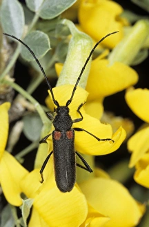 A beetle - on flowering Caraganae plant A beetle - on flowering Caraganae plant