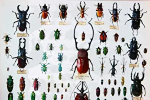 Prints of Specimens collected by Alfred Russel Wallace now held in the Natural History Museum London Natural History Museum Prints: Beetle Specimens from the Wallace Collection Print