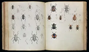 Prints of Double page spread of pencil and watercolour sketches of beetles by Henry Walter Bates Related Prints: Beetles Double Page Spread Print by Henry Walter Bates