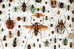 Beetle Specimens Print, Natural History Museum London