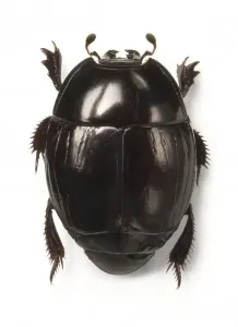 Prints of Clown beetle specimen from the family Histeridae held at the Natural History Museum, London Natural History Museum Prints: Histeridae Beetle Print