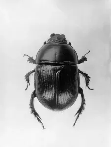 Dung Beetle Prints: A Dung Beetle Print, 1960s